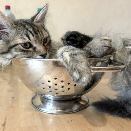 Photo #14046475