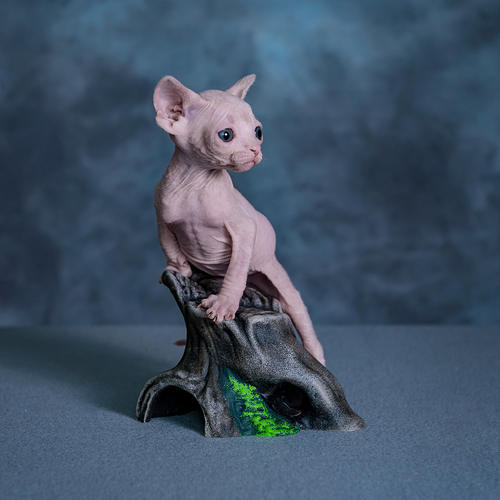 Photo #14046653
