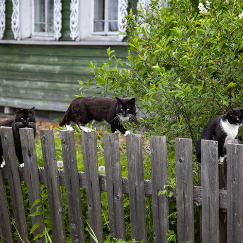 Photo #14046778