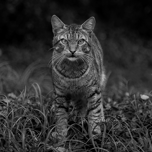 Photo #14046935
