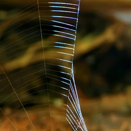 Web spider rainbow