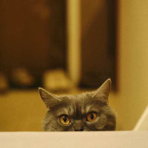 Photo #14047018