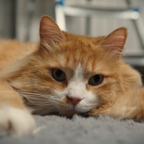 Photo #14047045