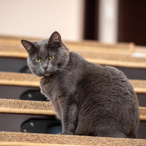 Photo #14047080