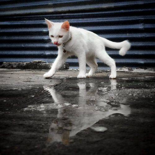 Reflections of a Cat