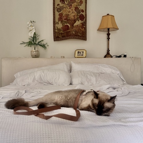 Photo #14047154