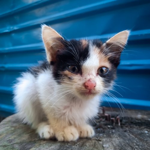 Tiny Paws, Big World