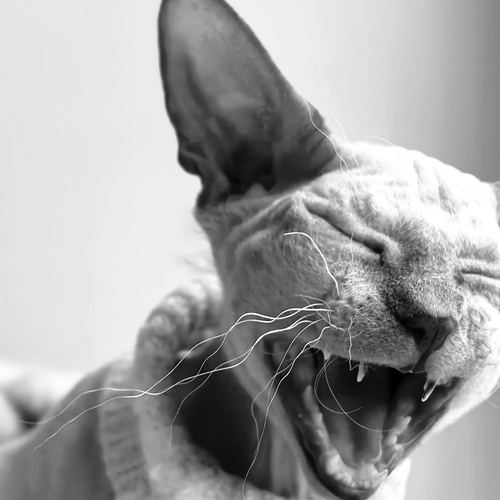 Photo #14047223
