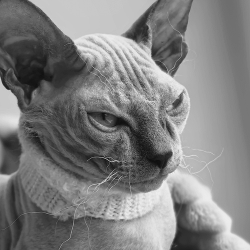 Photo #14047227