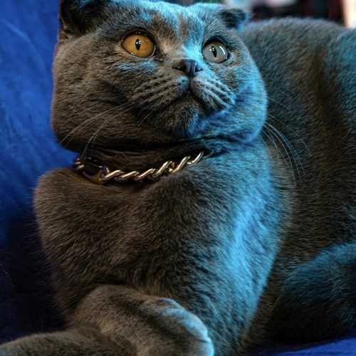 Photo #14047230