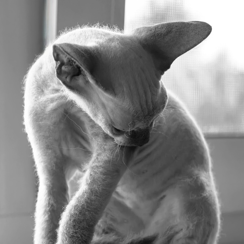 Photo #14047233