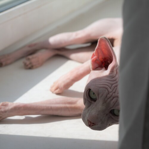 Photo #14047237