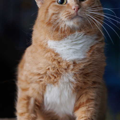 Photo #14047316