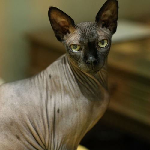 Photo #14047374