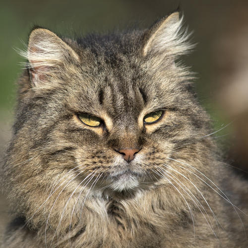 Sguardo felino