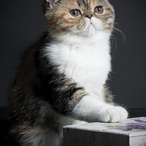 Photo #14047457