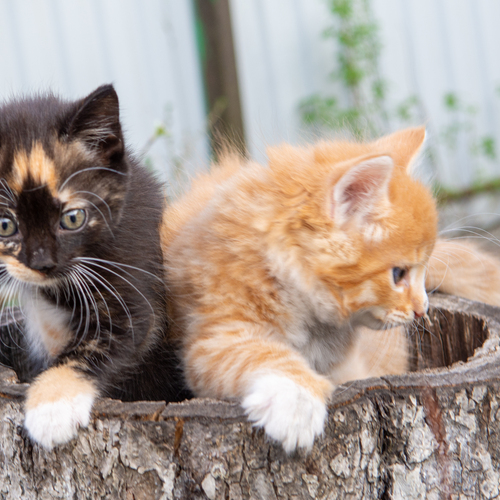 Photo #14047478