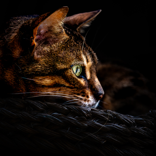 Photo #14047519