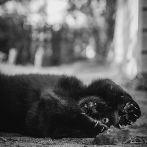 Photo #14047649