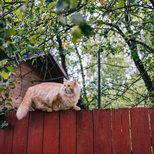 Photo #14048135