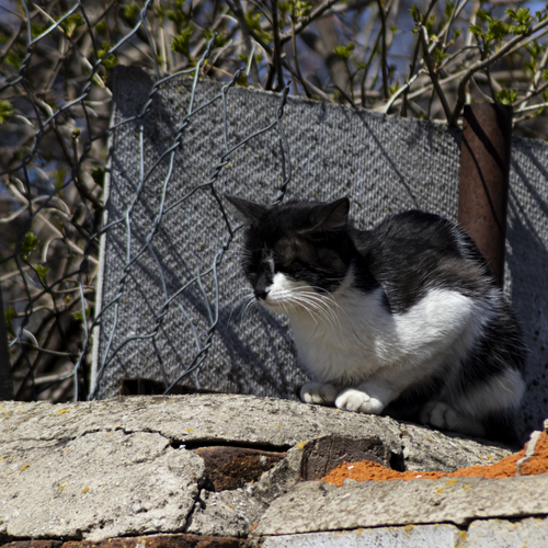 Photo #14048170