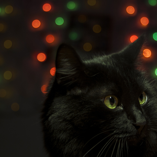 Photo #14048172