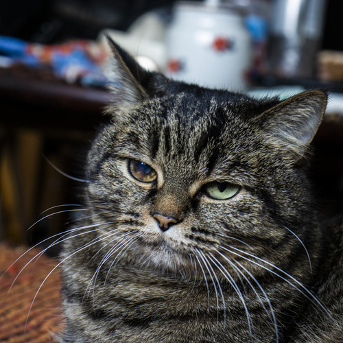 Photo #14048178