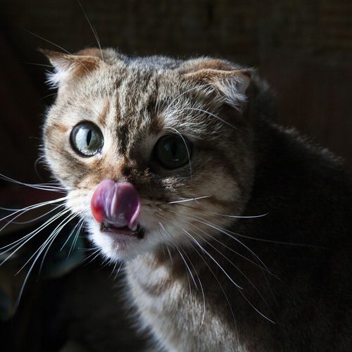 Photo #14048234