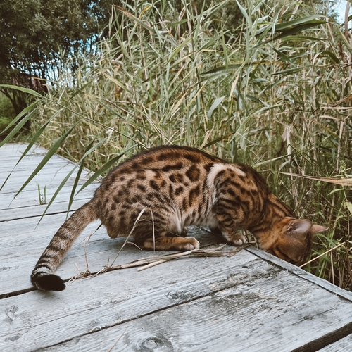 Photo #14048245