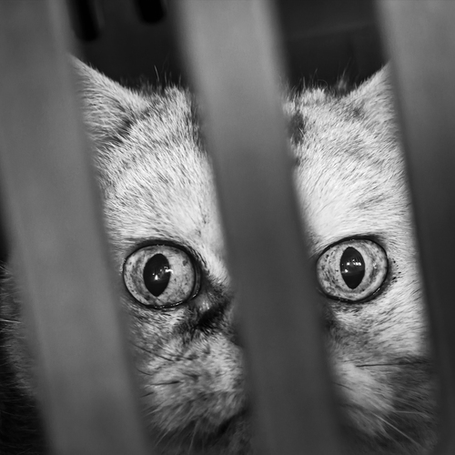 Photo #14048325