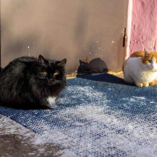 Photo #14048331