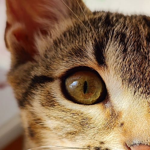 Photo #14048381