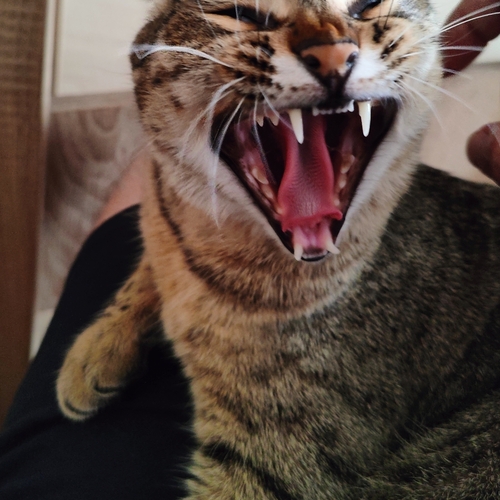 Photo #14048382