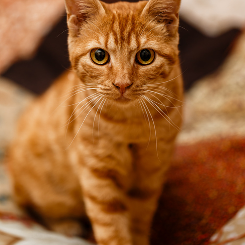 Who’s the boss of the house?