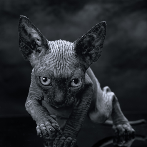 Predator