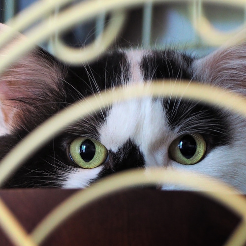 Eyes glaring at their prey.