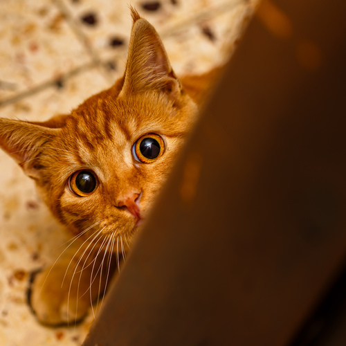 We\'re playing cat and mouse.