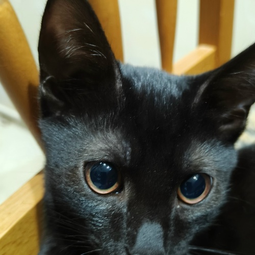 Photo #14048566