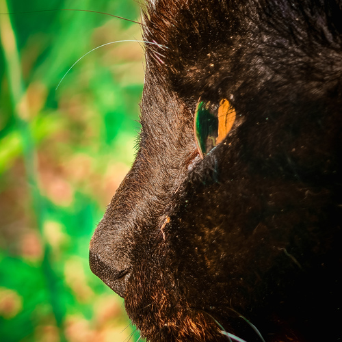 Photo #14048657