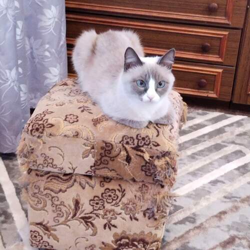 Photo #14048706