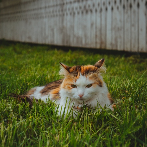 Photo #14048724