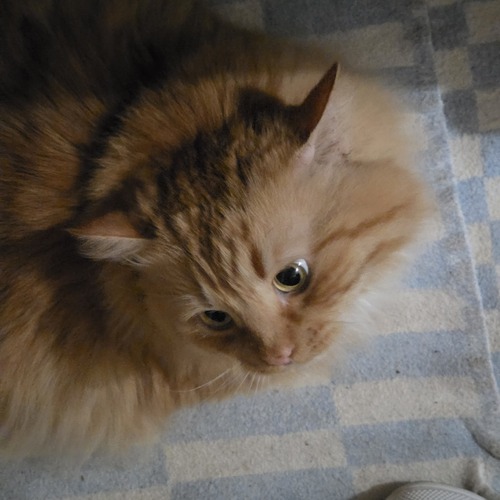 Photo #14048933