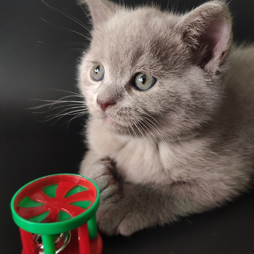Photo #14049054