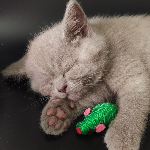 Photo #14049068