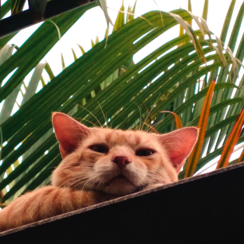 Photo #14049160