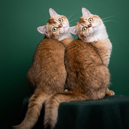 Photo #14049183