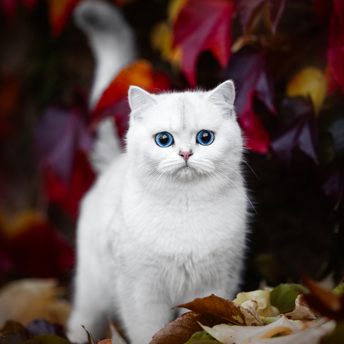 Photo #14049202