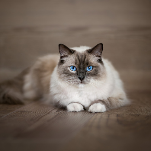 Photo #14049226