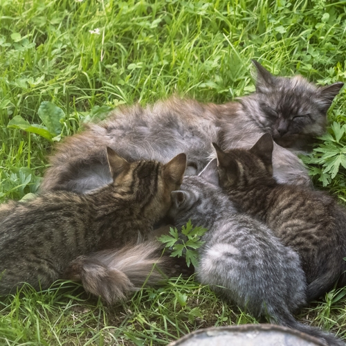 Photo #14049298