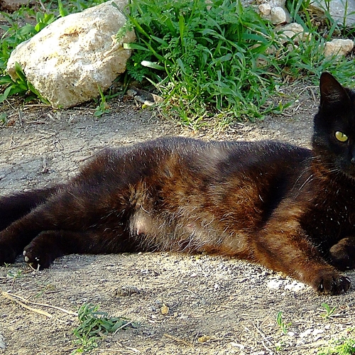 Я красива, спору нет?
